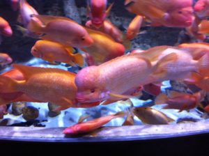 Fish Dubai Aquarium