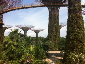 supertrees-grove-gardens-in-the-bay-singapore