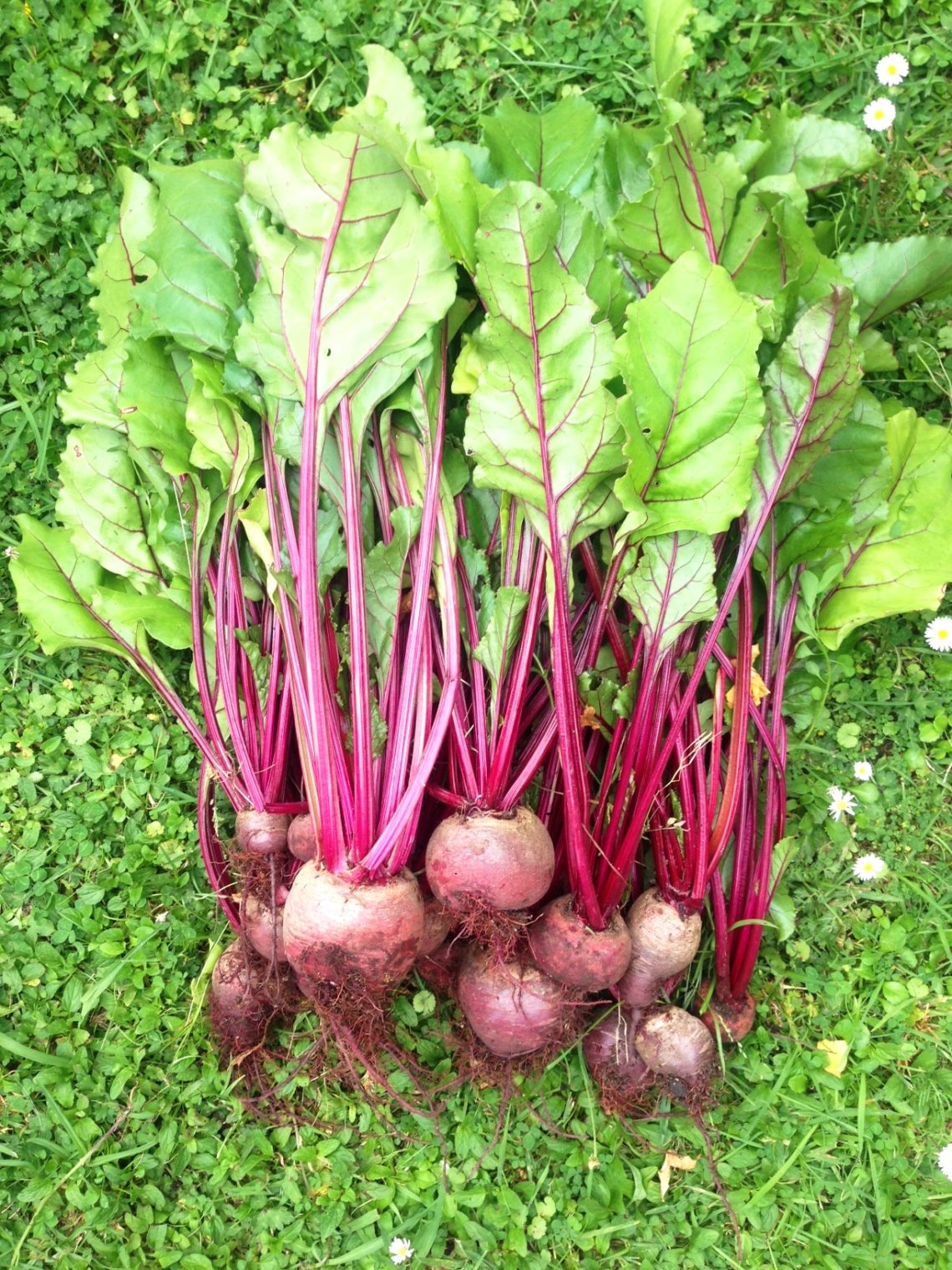 Beetroot Harvested in Garden