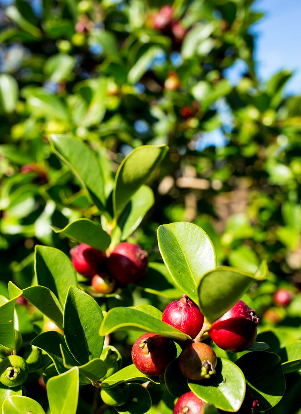 Chilean Guava Tree